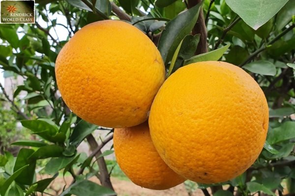 Cam Xã Đoài