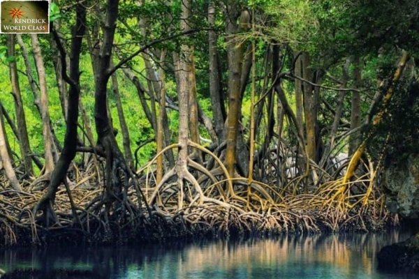 Rừng Ngập Mặn Đại Hợp