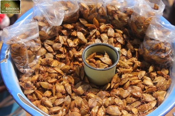 Bọ Xít Chiên Giòn