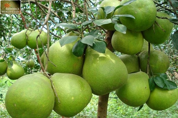 Bưởi Tân Triều