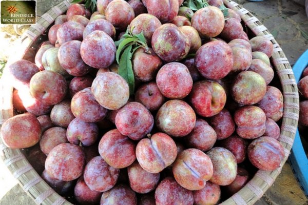 Mận Bắc Hà