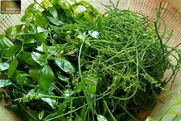 Rau Sắng