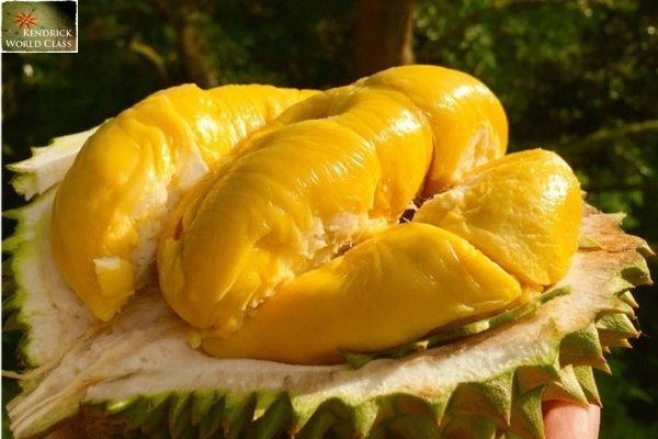 Sầu Riêng