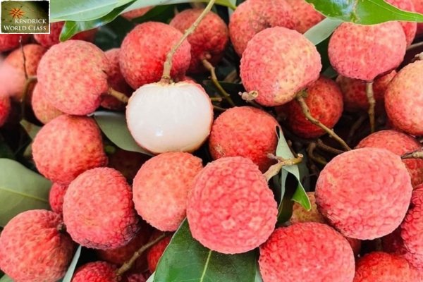 Vải Thiều Lục Ngạn