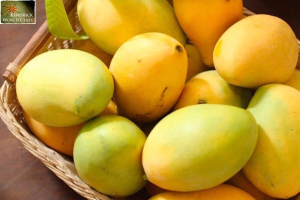Xoài Đắk Gằn