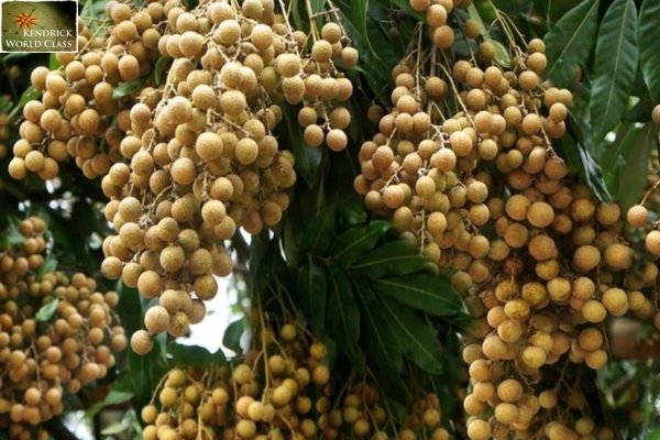 Nhãn Lồng Hưng Yên